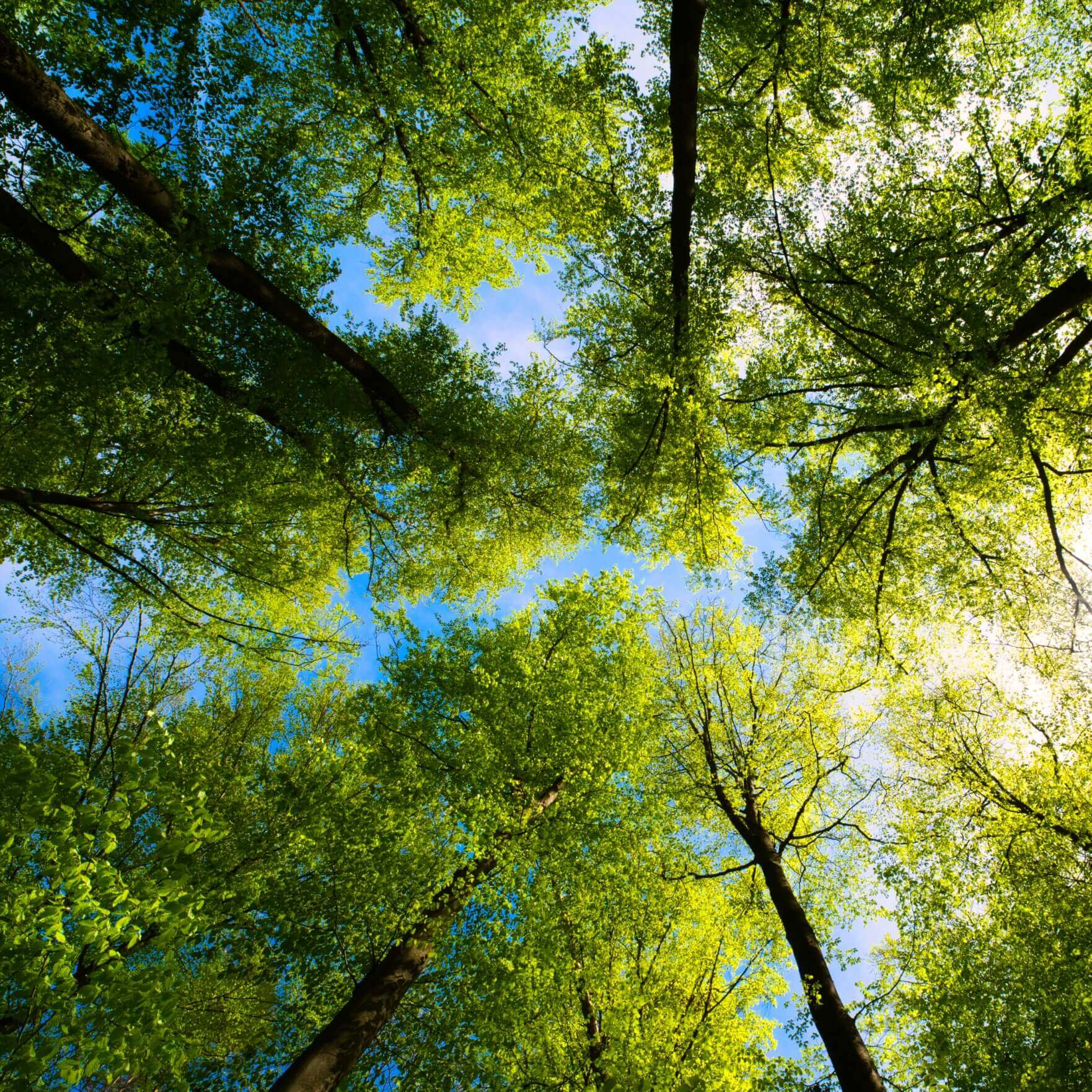 Looking up at trees